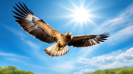 Obraz premium Majestic Eagle Soaring Under Bright Sun in Clear Blue Sky
