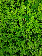 Fototapeta premium Light green leaf texture background with many small round shapes