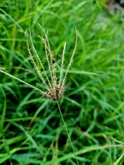 Plant stamen in sharp focus with green leaf bokeh background