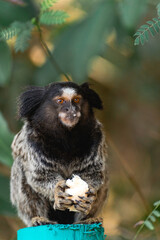 Little monkey eating a piece of banana. National park Horto Florestal.