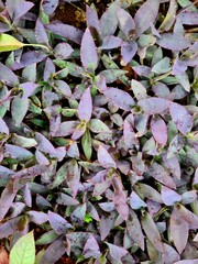 Purple leaf texture with elongated shapes
