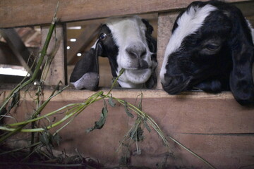 Goats or sheep at farm. Lamb or Goat farm. Portrait of a goat close-up. Portrait of a goat on a farm. Beautiful goat posing. Domestic goats.