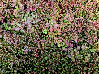 Purple and green leaf texture with many small round shapes