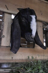 Goats or sheep at farm. Lamb or Goat farm. Portrait of a goat close-up. Portrait of a goat on a farm. Beautiful goat posing. Domestic goats.