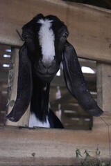 Goats or sheep at farm. Lamb or Goat farm. Portrait of a goat close-up. Portrait of a goat on a farm. Beautiful goat posing. Domestic goats.