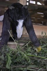 Goats or sheep at farm. Lamb or Goat farm. Portrait of a goat close-up. Portrait of a goat on a farm. Beautiful goat posing. Domestic goats.