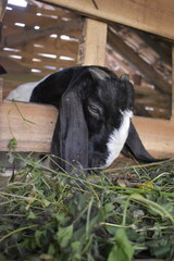 Goats or sheep at farm. Lamb or Goat farm. Portrait of a goat close-up. Portrait of a goat on a farm. Beautiful goat posing. Domestic goats.
