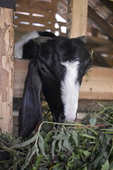 Goats or sheep at farm. Lamb or Goat farm. Portrait of a goat close-up. Portrait of a goat on a farm. Beautiful goat posing. Domestic goats.