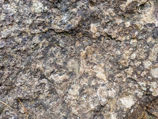 A close-up, high-detail texture of a rough stone surface. The weathered rock is covered in varied dark and light gray, black, and beige tones, with a grainy and pitted appearance.
