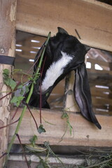 Goats or sheep at farm. Lamb or Goat farm. Portrait of a goat close-up. Portrait of a goat on a farm. Beautiful goat posing. Domestic goats.