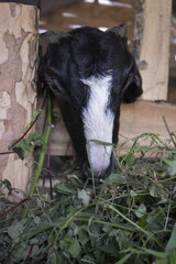Goats or sheep at farm. Lamb or Goat farm. Portrait of a goat close-up. Portrait of a goat on a farm. Beautiful goat posing. Domestic goats.