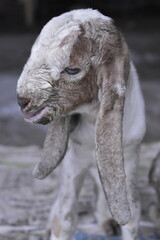 Goats or sheep at farm. Lamb or Goat farm. Portrait of a goat close-up. Portrait of a goat on a farm. Beautiful goat posing. Domestic goats.