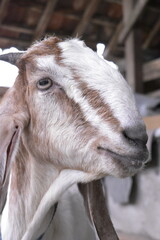 Goats or sheep at farm. Lamb or Goat farm. Portrait of a goat close-up. Portrait of a goat on a farm. Beautiful goat posing. Domestic goats.