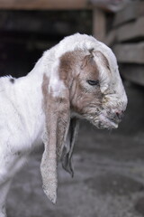 Goats or sheep at farm. Lamb or Goat farm. Portrait of a goat close-up. Portrait of a goat on a farm. Beautiful goat posing. Domestic goats.