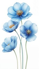 Delicate elegant blue poppy flowers painted in soft watercolor style on a white background
