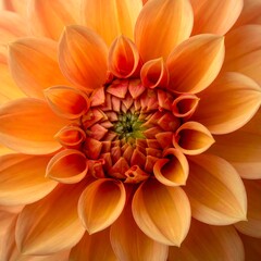 Fototapeta premium Detailed close-up view of an intricate dahlia flower, showcasing the vibrant orange-peach hues and intricate structure of its petals.