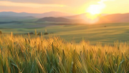 Obraz premium A sun-drenched field of wheat gently sways in the breeze at sunset, rolling hills and a vibrant sky forming a picturesque backdrop