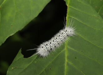 Hickory Tussock Moth (Lophocampa caryae) caterpillar that has eaten a big chunk out of a leaf.  The long white hairs (also called setae) can cause itching or rashes if they come in contact with skin. 