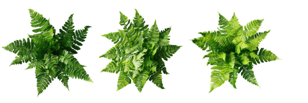 Three stylized fern-like plants, radiating outward, vibrant green against black