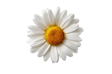 Close-up of a single, white daisy