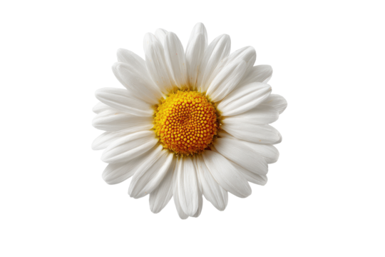 Close-up of a single, white daisy - Powered by Adobe