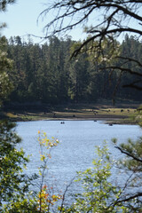 A lake in the forest with clear blue sky