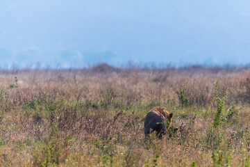 Telephoto of a male and female lion -Panthera Leo- mating in Serengeti national park, Tanzania