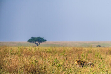 Close encounter with a male lion -Panthera Leo- that is walking across the plains of the Serengeti, Tanzania.