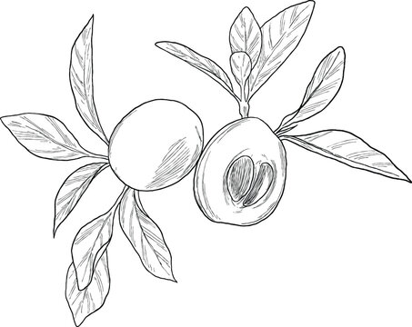 marula loquat fruit marula fruit botanical sketch illustration