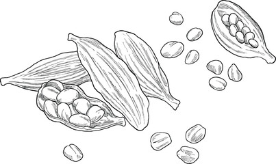 cardamom nut botanical sketch illustration