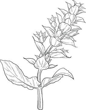 clary sage plant botanical sketch illustration