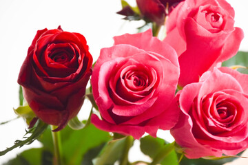ピンクと赤のばら