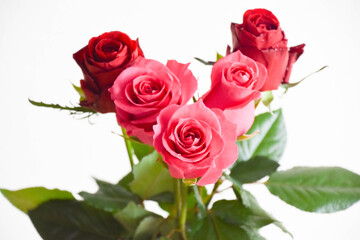 Obraz premium 赤とピンクのばら