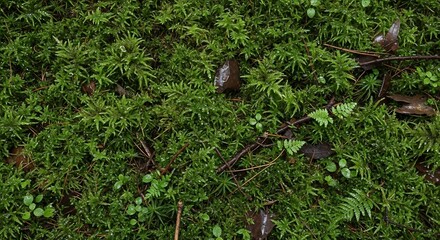 Obraz premium Lush Green Moss Ground Cover with Ferns and Fallen Leaves in Forest