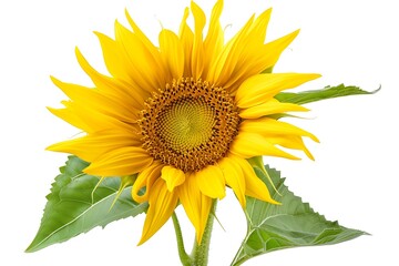 Fototapeta premium Yellow Sunflower Isolated on White Background. Beautiful Sunflower Flower
