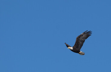 Obraz premium american bald eagle flying against a clear blue sky