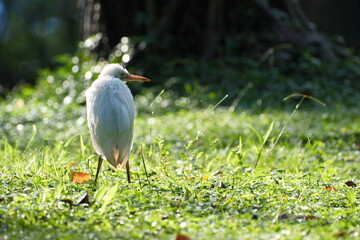 Cattle Egret resting in sunlight with fluffy white feathers in Taiwan Taipei City