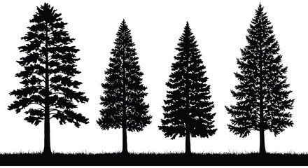 Obraz premium four tall pine trees standing together in silhouette
