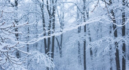 Snow-Covered Branches: A Serene Winter Woodscape