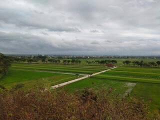 A fresh agricultural landscape with rice fields and a rural environment in the cloudy morning.