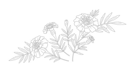 delicate floral sketch with marigold blossoms and slender leaves