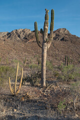 Baja California Sur Desert very close to El Tecolote beach in La Paz, Mexico, with mountains and...