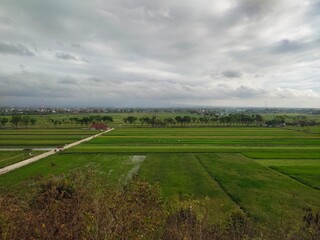 A fresh agricultural landscape with rice fields and a rural environment in the cloudy morning.