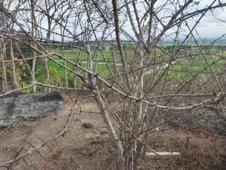 A plant with branches full of thorns without leaves