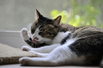 Tabby and white cat lying by the window, raising its paw while licking with a pink tongue. Captured in natural light, this intimate grooming moment highlights feline elegance.