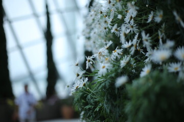 Close-up of blooming white daisies in a garden with soft bokeh background, creating a dreamy and...