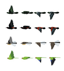 Bird Flying New Zealand Tui Saddleback Fantail Parakeet Set Cartoon Vector