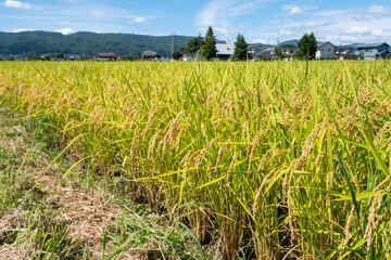 米　稲　秋