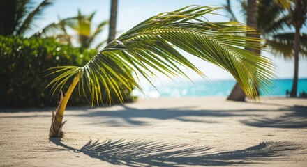 Palm Frond Beach Scene: Serene Tropical Photography