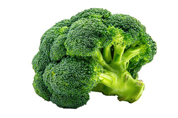 Vibrant head of broccoli, bright green, fresh